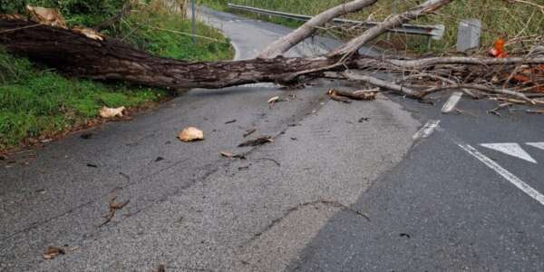 Maltempo in Calabria, il vento sferza il Cosentino: alberi caduti a Paola e Belvedere. Danni a Tortora e Praia