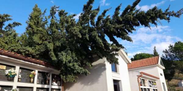 Nel Cosentino: i tecnici non possono, all’albero caduto pensa il sindaco